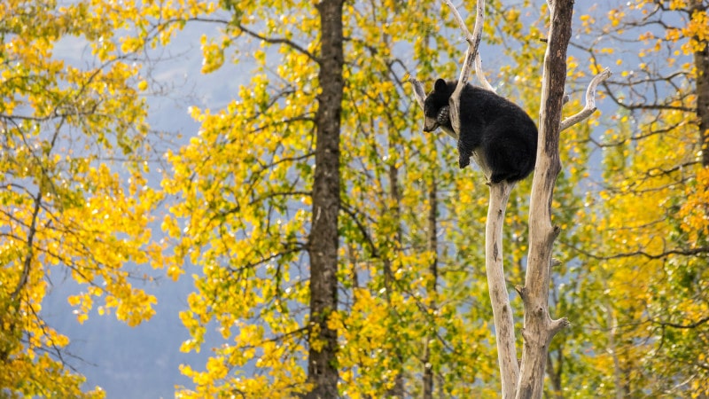 Cute bear cub chilling on a tree in autumn, Alaska