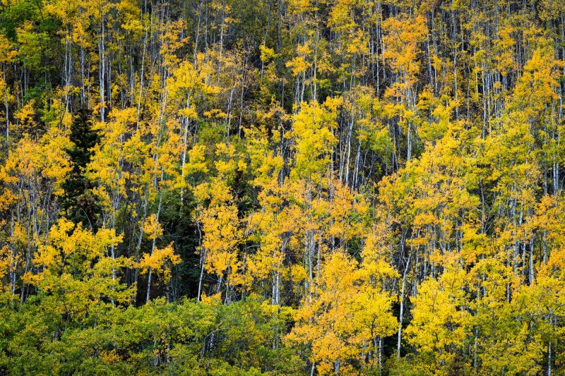 Trees in autumn colors in Alaska