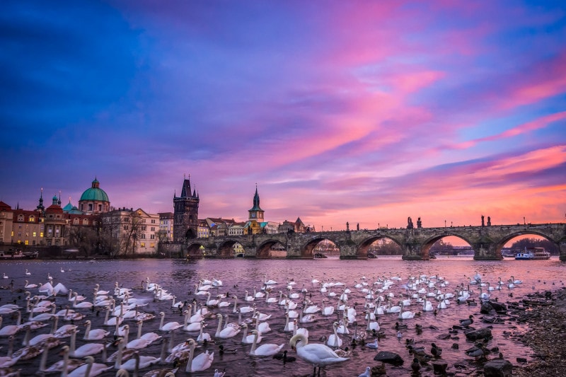 Swans at Charles bridge at sunset, Prague