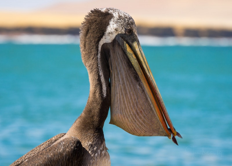 Peruvian pelican