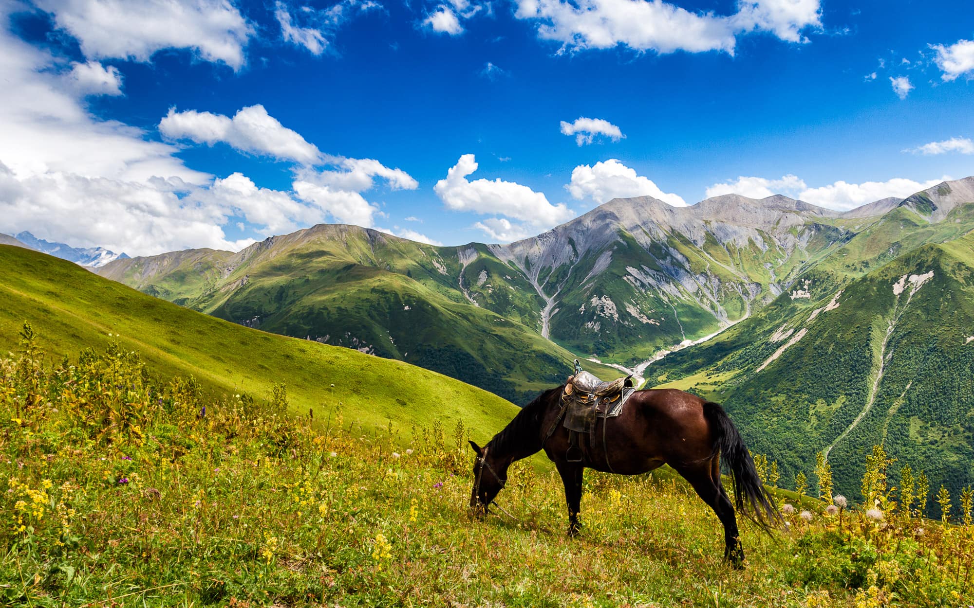 Horse in Caucasus mountains