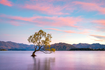 Wanaka Tree at sunrise, New Zealand