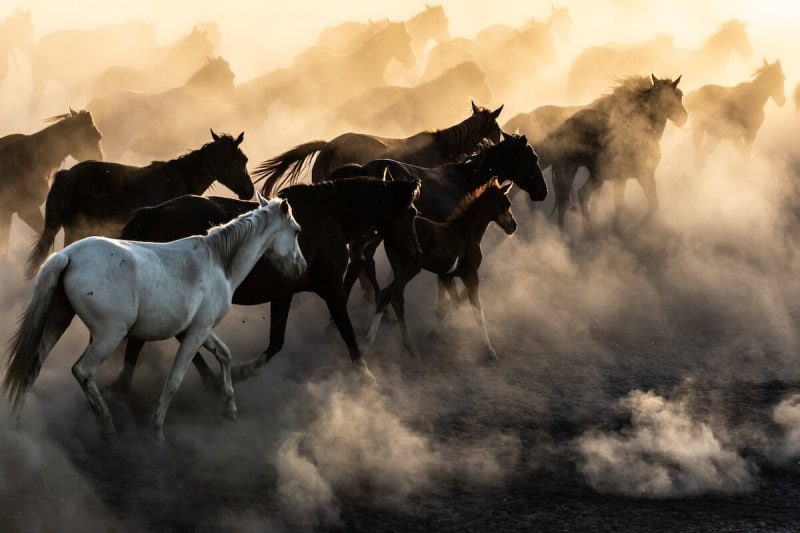Herd of horses in dust in Cappadocia, Turkey