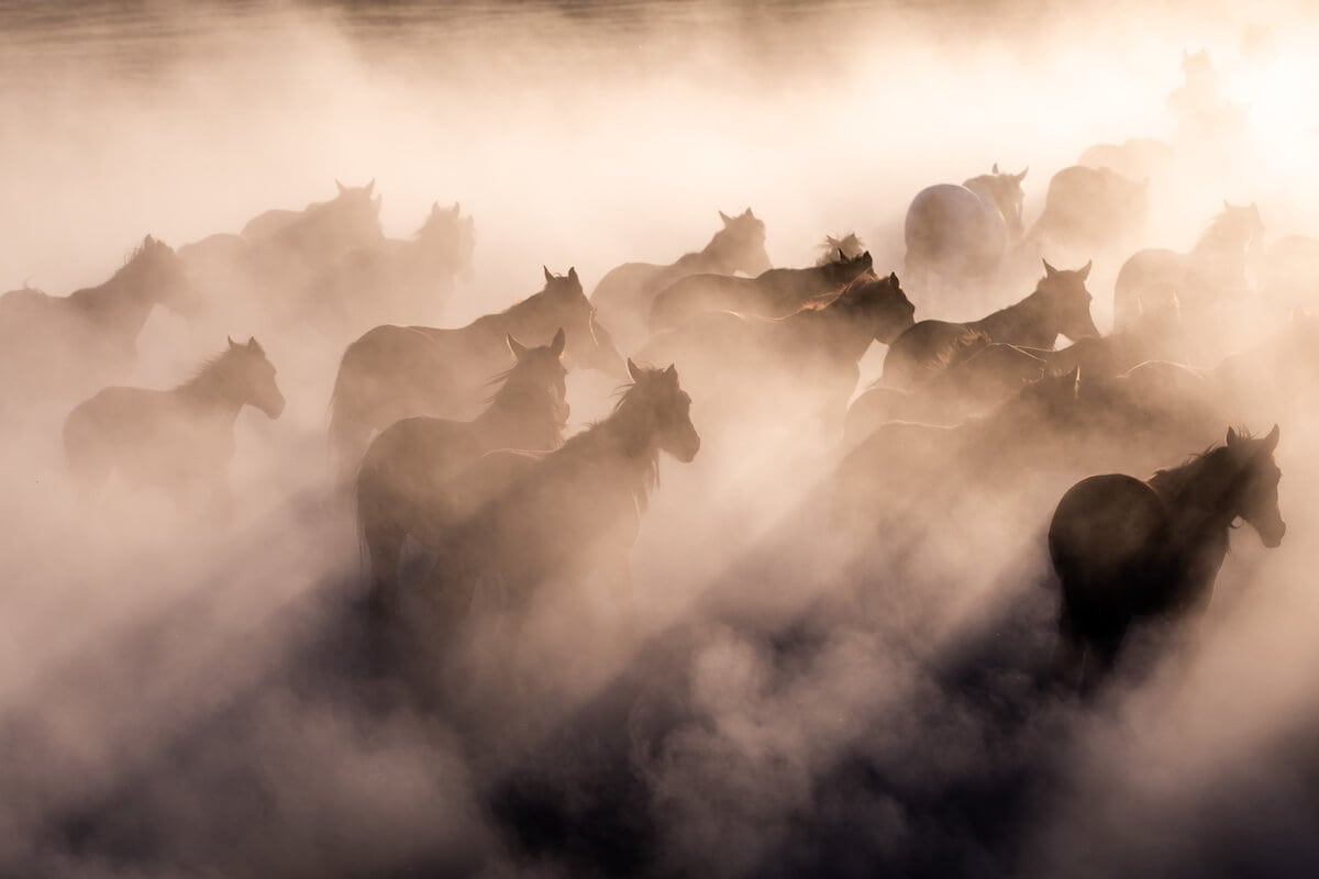 Herd of horses in Cappadocia, Turkey