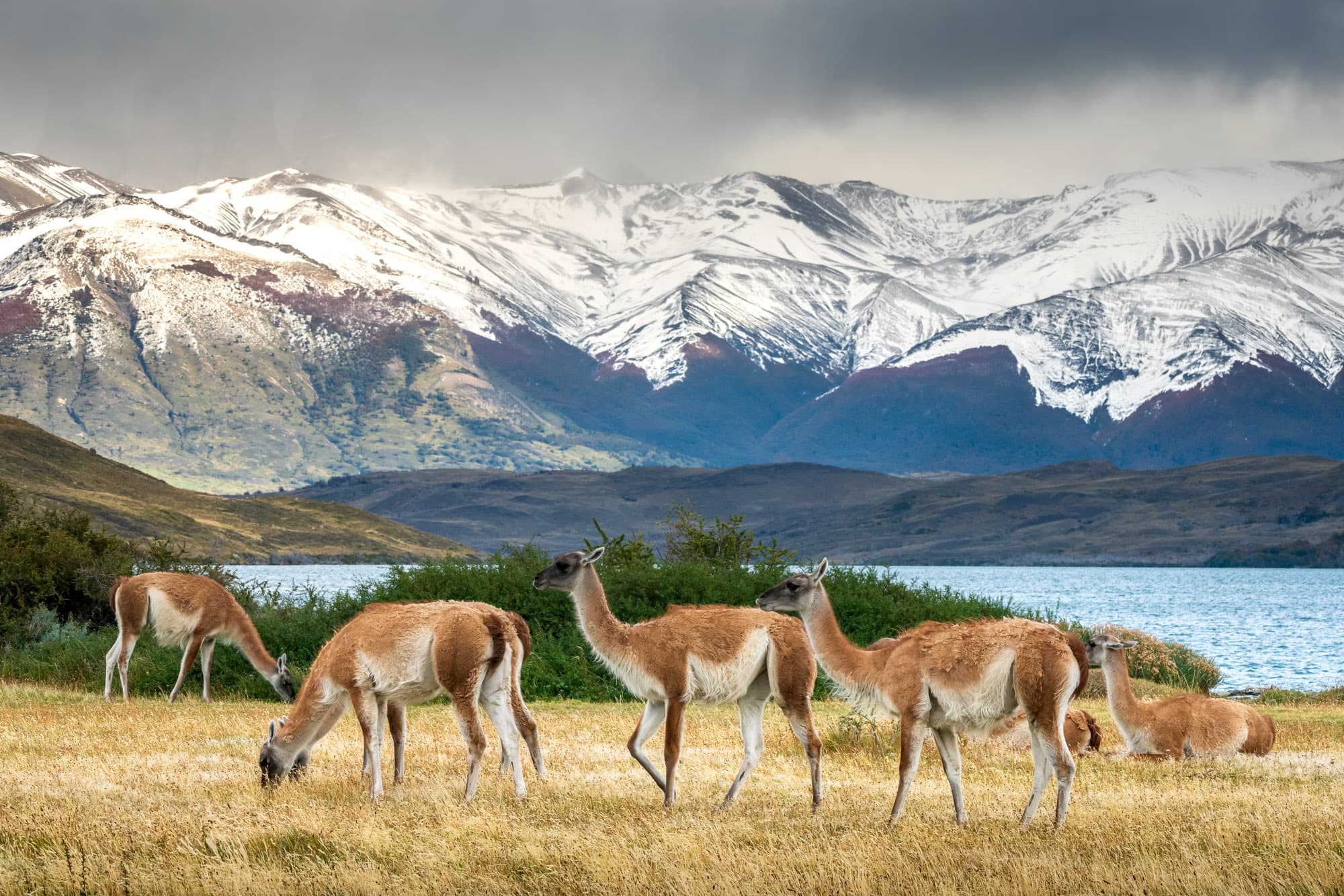 Guanaco herd, Torres del Paine National Park