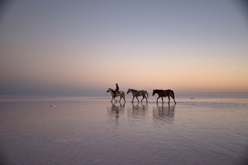 Horses on Salt Lake at sunset, Cappadocia