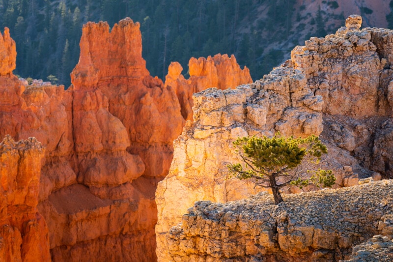 Lone Tree, Bryce Canyon National Park